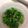 Kaon．'s cooksnap of when they made 菜の花のおひたし・わさび風味.