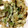 yum129's cooksnap of when they made ふきのとうの天ぷら.
