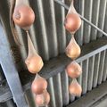 Sa〜ちゃん's cooksnap of when they made 玉ねぎの保存法.