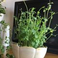 sayokoさん's cooksnap of when they made 【再利用】豆苗の水耕栽培は、何回まで?.