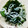 クックCG81UI☆'s cooksnap of when they made シラスときゅうりとワカメの酢の物.