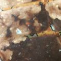 Milly♡'s cooksnap of when they made あんこの保存方法.