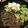 Parmesannn's cooksnap of when they made 飛騨牛トモサンカクの大人すき焼き.