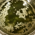 roseclover's cooksnap of when they made お湯を注ぐだけ！簡単わかめスープ(^^).