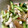 Kちやん☺'s cooksnap of when they made 中華くらげとささみのサラダ.