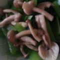ammy2001's cooksnap of when they made レンジだけ！小松菜とシメジのポン酢和え.