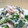 ロクシタンマニア's cooksnap of when they made **ワカメとカニカマのマヨ酢合え**.