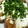 ちびぱぱ's cooksnap of when they made 簡単旨い！まぐろステーキ.