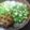あっこ☺'s cooksnap of when they made ＊なめこおろし蕎麦＊.
