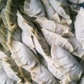 余裕なき2児の母's cooksnap of when they made キャベツたっぷり餃子.
