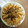 amadokoro's cooksnap of when they made お酒のつまみ☆らっきょう味噌炒め.