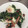 クックXFX63H☆'s cooksnap of when they made ファミレス風ほうれん草の目玉焼きソテー.
