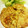 ♪みえ♪'s cooksnap of when they made だれでも簡単！むね肉ピカタ☆柚子胡椒風味.