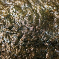 サチッコ's cooksnap of when they made 海苔のつくだ煮(すこし甘め).