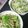 なち1225sd's cooksnap of when they made 全行程5分水菜ともやしの簡単サラダ.