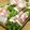 chou*'s cooksnap of when they made 春が来た！こしあぶらの肉巻き.