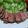 fiatcinq's cooksnap of when they made お鍋に放置でお肉柔らか♡ローストビーフ.