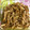 ☆こまっと☆'s cooksnap of when they made 牛肉とゴボウのしぐれ煮.