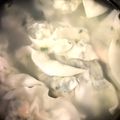 hinamamas's cooksnap of when they made 翡翠餃子.