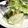 ☆sinnkuro★'s cooksnap of when they made フライパンで♪塩鯖の酒蒸し焼き.