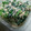 蛇口から生ビール's cooksnap of when they made 小松菜とツナのだしマヨ和え.