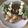Yokchina's cooksnap of when they made 鯉のぼりロール.