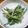 にゃ★にゃ's cooksnap of when they made こごみのゴママヨ和え.