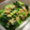 はちうさぎ's cooksnap of when they made 作り置き☆超簡単小松菜のシーチキン和え.