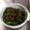 kinkinsan's cooksnap of when they made ピーマンとしらすと塩昆布の炒め物.