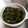 kinkinsan's cooksnap of when they made ピーマンとしらすと塩昆布の炒め物.