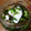 ゴースカ's cooksnap of when they made 旬のカブと昆布の無化調漬け☆.