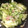 nakataka先生's cooksnap of when they made 緑と赤♪レタスソーセージ　マヨ炒め.