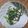 ヴリコラカスの鍋's cooksnap of when they made 春菊と胸肉のわさびドレのサラダ.
