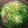 のむと's cooksnap of when they made 水菜の梅すまし汁.
