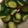 クックYEPDPQ☆'s cooksnap of when they made 塩分補給に！簡単！キューリの浅漬.