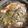 kicomari's cooksnap of when they made 白菜とツナの簡単煮.