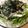 231なっち's cooksnap of when they made 大根としらすと水菜のサラダ.