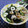 miyuki12's cooksnap of when they made わかめときゅうりのさっぱり合え.