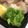 海ガメ's cooksnap of when they made お弁当に☆ピーマンだけ！クレソル.