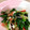 トロイメライ♬'s cooksnap of when they made ほうれん草とみつばの和え物.