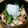 ﾋﾟﾛﾐ♡'s cooksnap of when they made 釜揚げ桜海老と大根おろしの和え物.