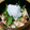 ﾋﾟﾛﾐ♡'s cooksnap of when they made 釜揚げ桜海老と大根おろしの和え物.