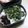 ほのけんmama's cooksnap of when they made 大根の葉（かぶの葉）のふりかけ.