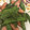 きーゆーさん's cooksnap of when they made お弁当に☆ウインナーと絹さやの醤油炒め.