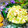 makichihua's cooksnap of when they made キャベツとりんごのゆず胡椒サラダ.