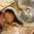 パンすきっこ's cooksnap of when they made レンジで☆いちご大福.