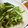 低カロ探検隊's cooksnap of when they made 中華の定番♪鶏肉と胡瓜の甘酢和え.