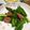 ちゃんこまんさん's cooksnap of when they made うるいとウインナーのニンニク炒め.