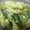 とこぷっぷ's cooksnap of when they made 簡単•甘い、旬のスナップエンドウ！.