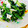 かわゆう1211's cooksnap of when they made ささみとほうれん草の中華風胡麻和え.
